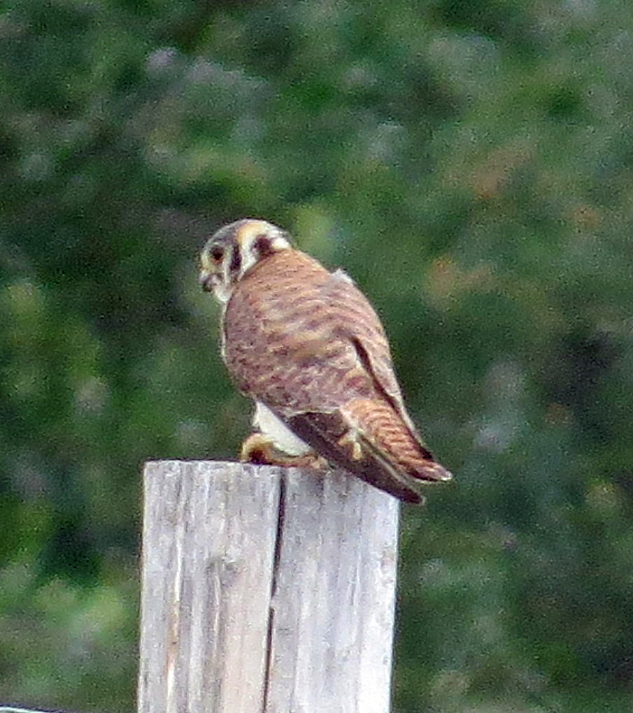 Bird Junction June 21 – Anchorage to Delta Junction – Lynn Barber