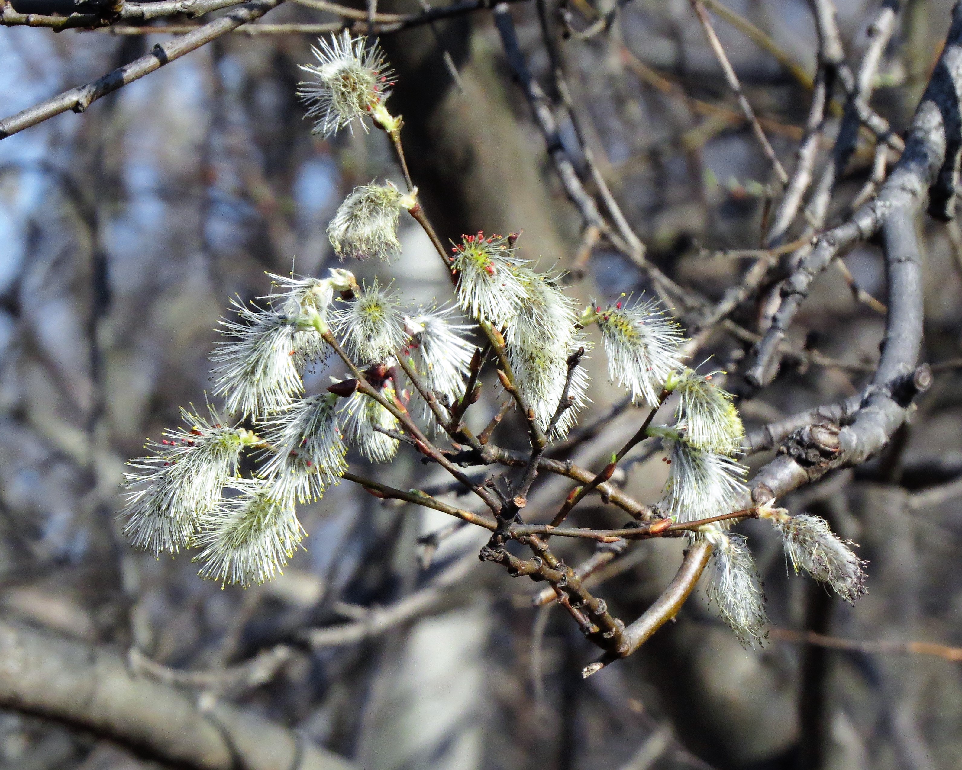 Anchorage Spring May 5 – A Bit More of Anchorage Spring – Lynn Barber